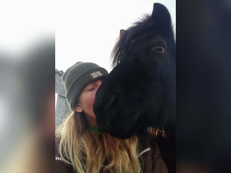 Haflinger Wallach 5 Jahre 150 cm Fuchs in Moritzburg