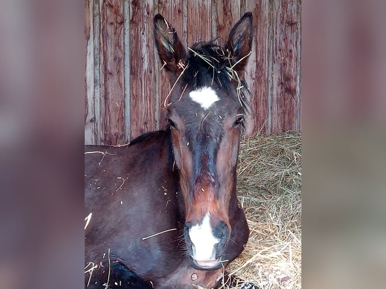 Haflinger Wallach 5 Jahre 150 cm Fuchs in Moritzburg