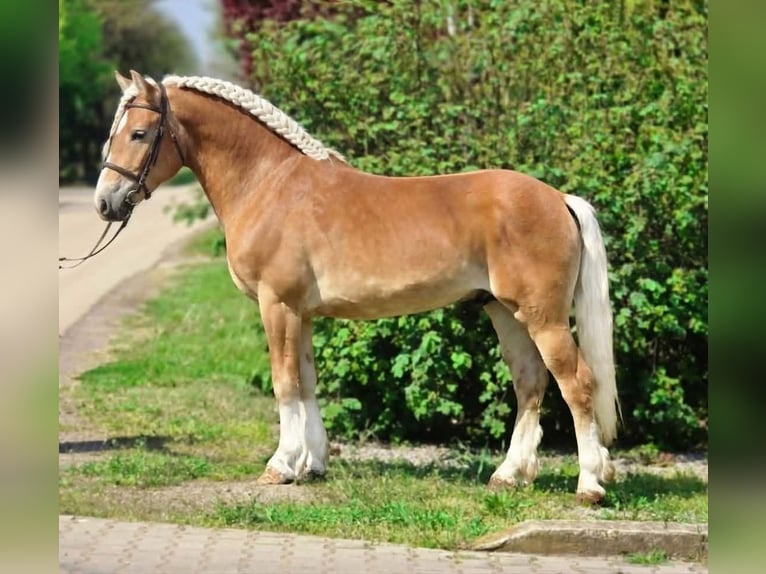 Haflinger Wallach 5 Jahre 150 cm Palomino in Békéscsaba
