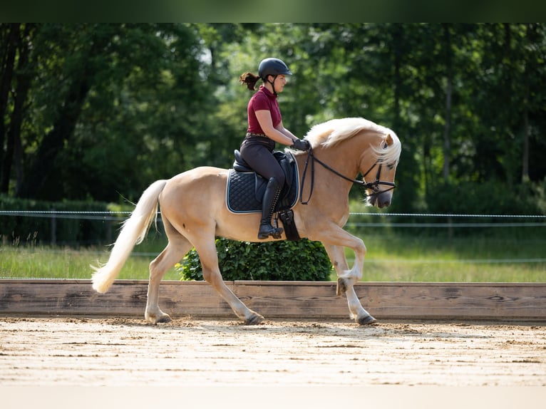 Haflinger Wallach 5 Jahre 151 cm Fuchs in Dachau