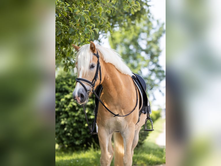 Haflinger Wallach 5 Jahre 151 cm Fuchs in Dachau