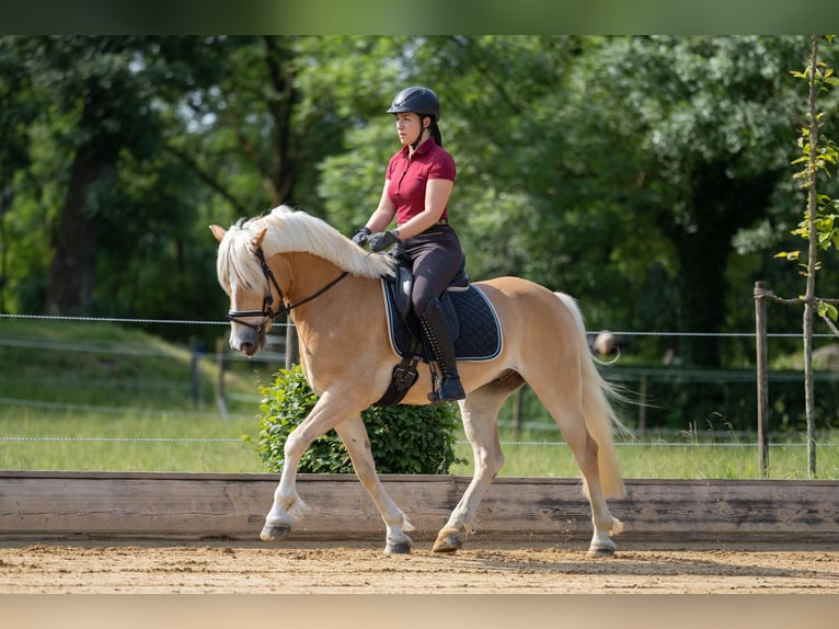 Haflinger Wallach 5 Jahre 151 cm Fuchs in Dachau