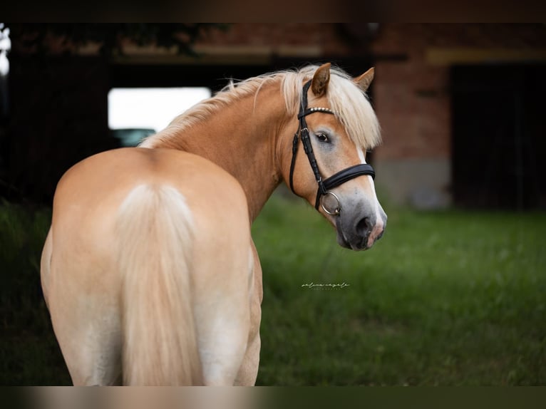 Haflinger Wallach 5 Jahre 151 cm Fuchs in Dachau