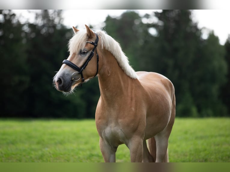 Haflinger Wallach 5 Jahre 151 cm Fuchs in Dachau