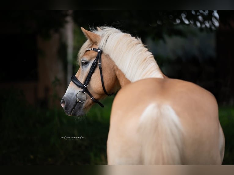 Haflinger Wallach 5 Jahre 151 cm Fuchs in Dachau