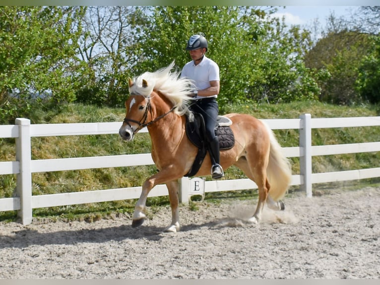 Haflinger Wallach 5 Jahre 151 cm Fuchs in Seebad Bansin