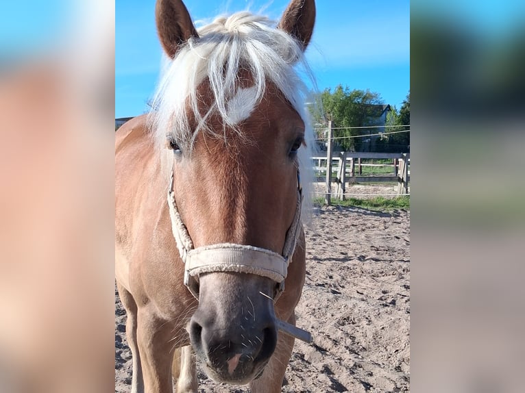 Haflinger Wallach 5 Jahre 151 cm Fuchs in Wassenaar