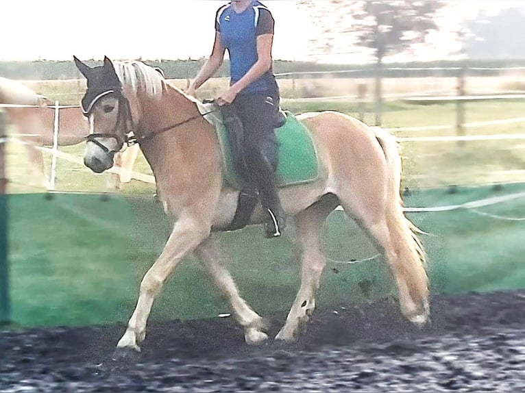 Haflinger Wallach 5 Jahre 152 cm in Feichten an der Alz
