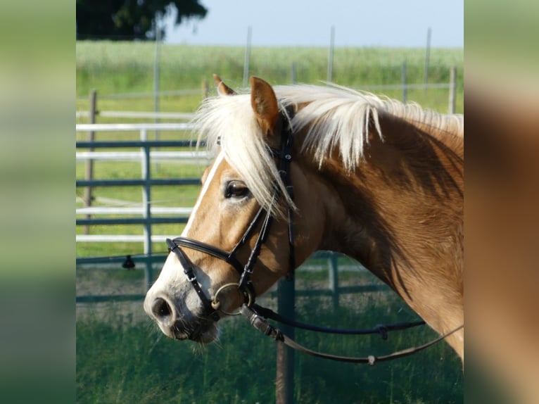 Haflinger Wallach 5 Jahre 152 cm in Feichten an der Alz