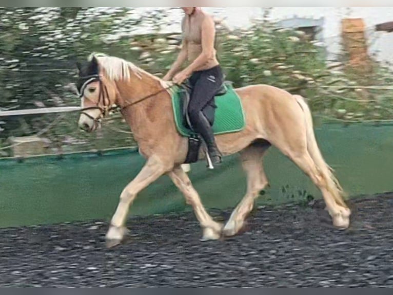 Haflinger Wallach 5 Jahre 152 cm in Feichten an der Alz