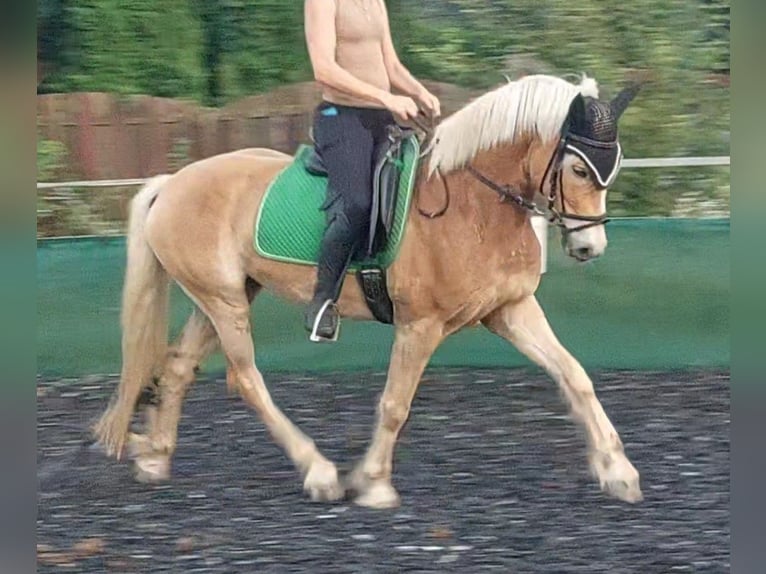 Haflinger Wallach 5 Jahre 152 cm in Feichten an der Alz