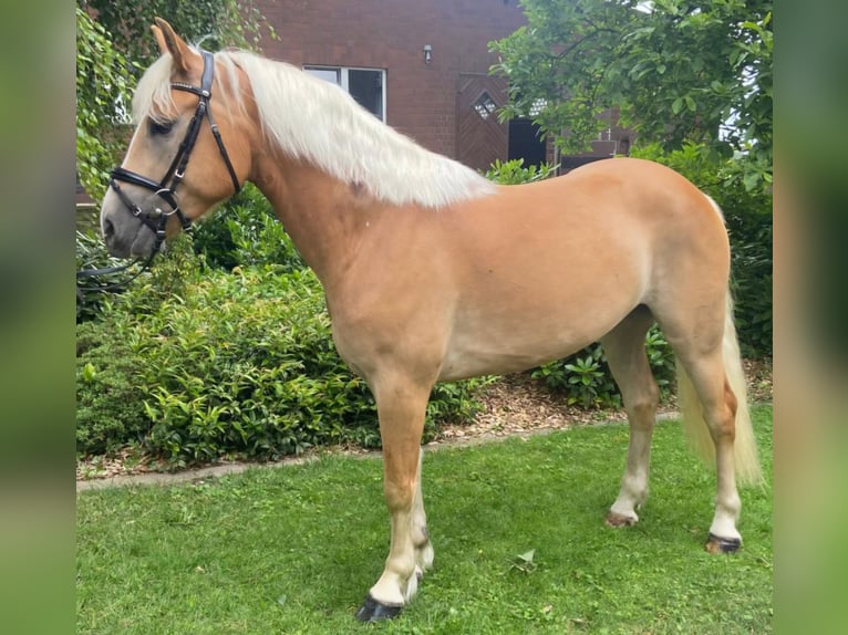 Haflinger Wallach 5 Jahre 152 cm  in Hopsten