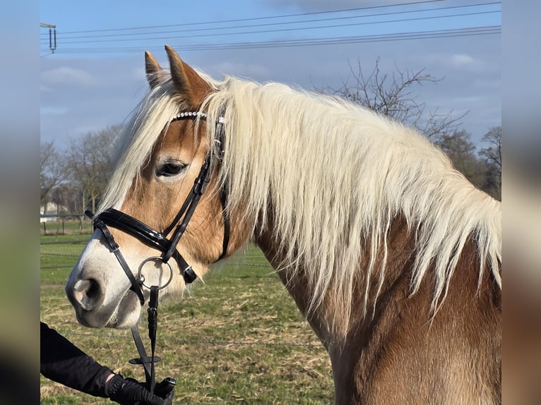 Haflinger Wallach 5 Jahre 152 cm Fuchs in Wachtendonk