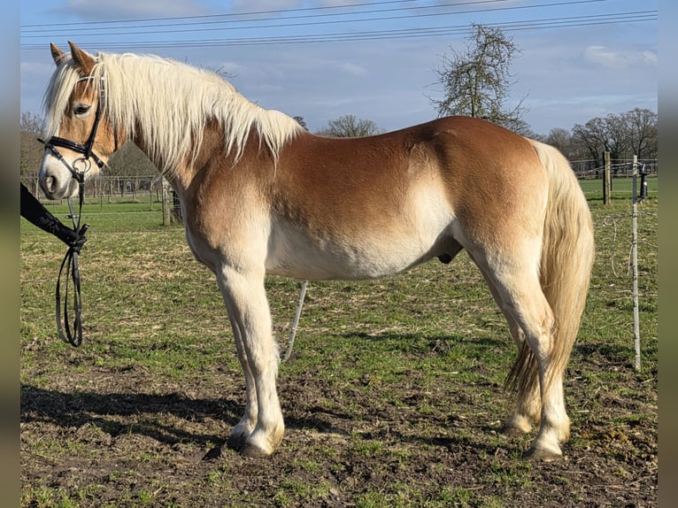 Haflinger Wallach 5 Jahre 152 cm Fuchs in Wachtendonk