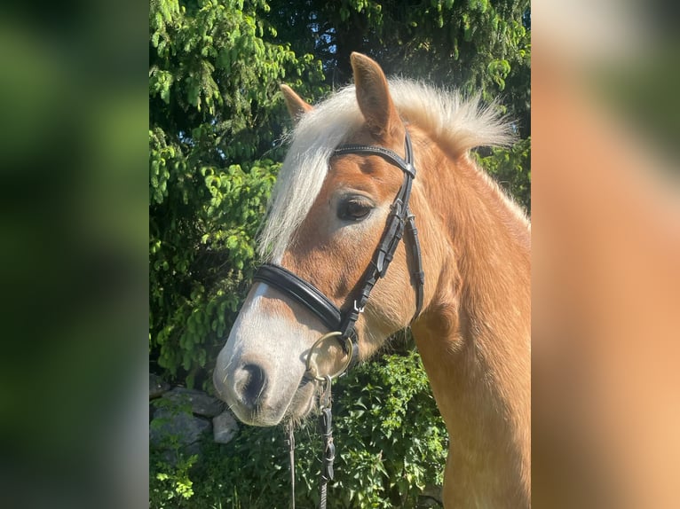 Haflinger Wallach 5 Jahre 152 cm Fuchs in Feichten an der Alz