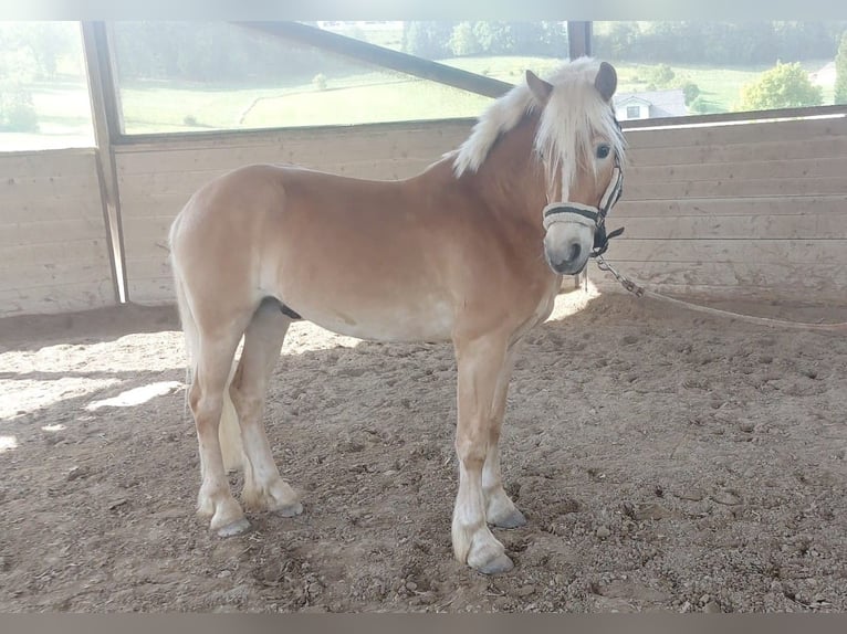 Haflinger Wallach 5 Jahre 152 cm Fuchs in Feichten an der Alz