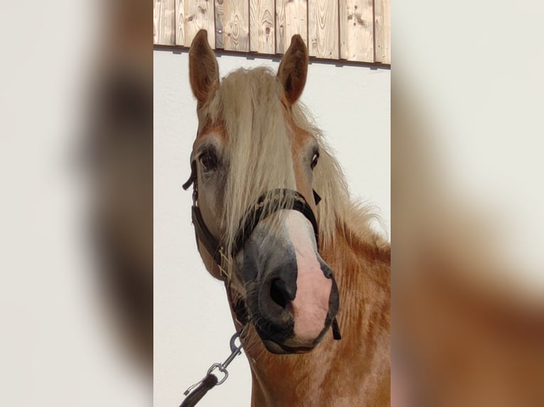 Haflinger Wallach 5 Jahre 152 cm Hellbrauner in Tuntenhausen