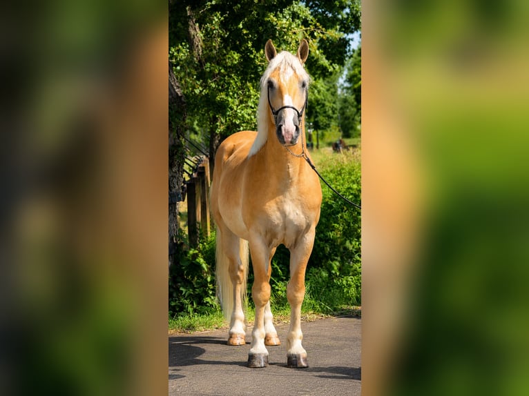 Haflinger Wallach 5 Jahre 152 cm Palomino in Weert
