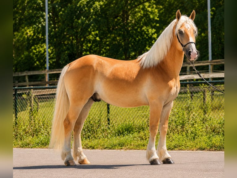 Haflinger Wallach 5 Jahre 152 cm Palomino in Weert