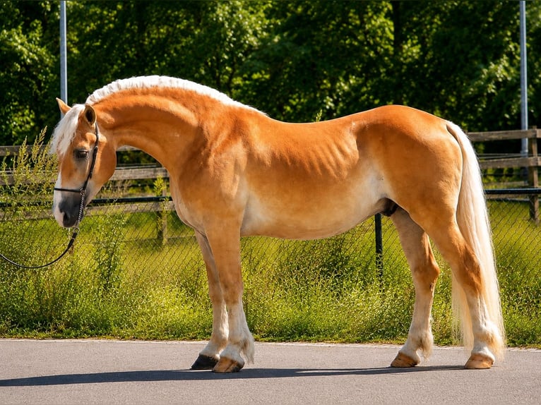 Haflinger Wallach 5 Jahre 152 cm Palomino in Weert