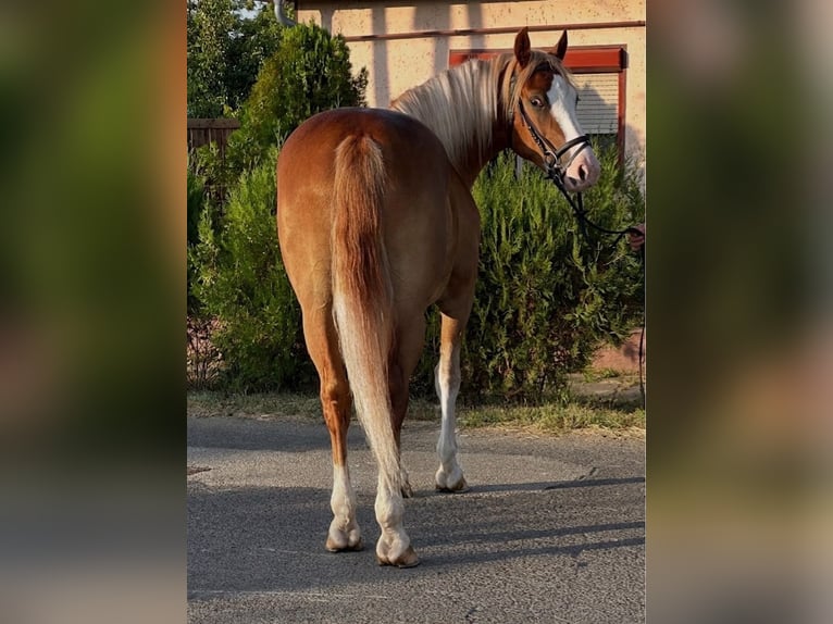 Haflinger Mix Wallach 5 Jahre 153 cm Fuchs in Békéscsaba