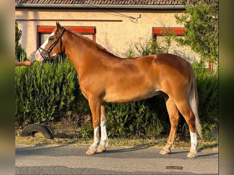 Haflinger Mix Wallach 5 Jahre 153 cm Fuchs in Békéscsaba