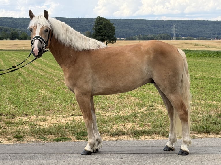 Haflinger Wallach 5 Jahre 154 cm Fuchs in Riedlingen
