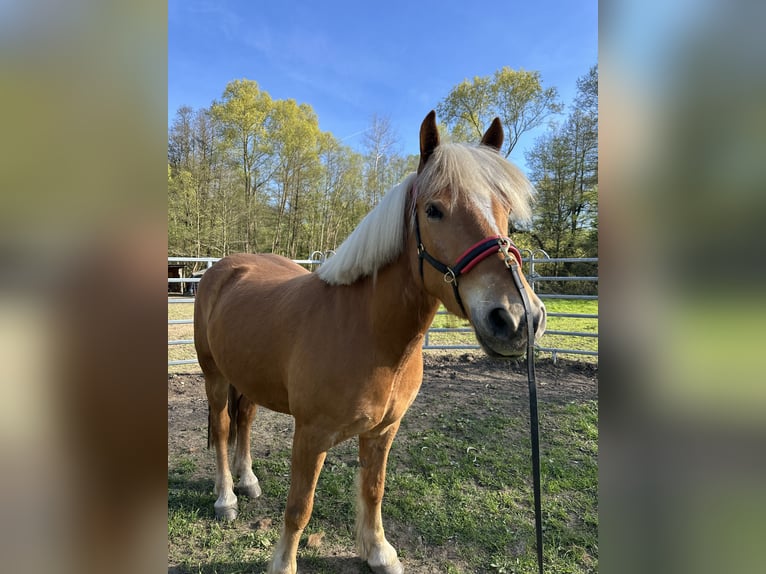 Haflinger Wallach 5 Jahre 154 cm Hellbrauner in Netzschkau