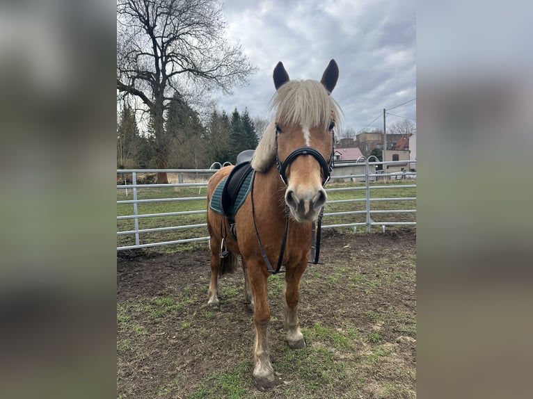 Haflinger Wallach 5 Jahre 154 cm Hellbrauner in Netzschkau