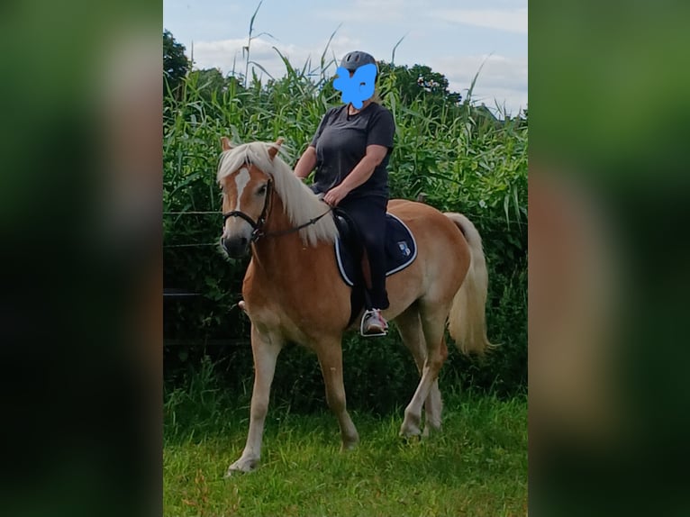 Haflinger Wallach 5 Jahre 155 cm in Thedinghausen