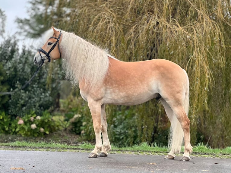 Haflinger Wallach 5 Jahre 155 cm Fuchs in Wervershoof