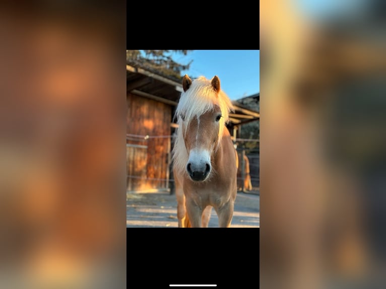 Haflinger Wallach 5 Jahre 155 cm Fuchs in Schwaikheim