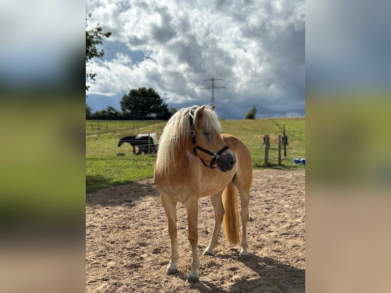 Haflinger Wallach 5 Jahre 155 cm Fuchs in Schwaikheim