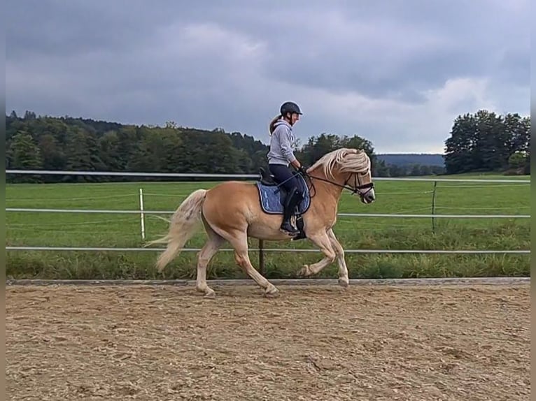 Haflinger Wallach 5 Jahre 155 cm Fuchs in Waldzell