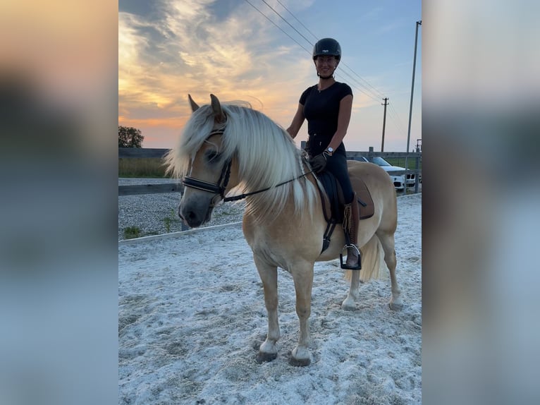Haflinger Wallach 5 Jahre 155 cm Fuchs in Waldzell