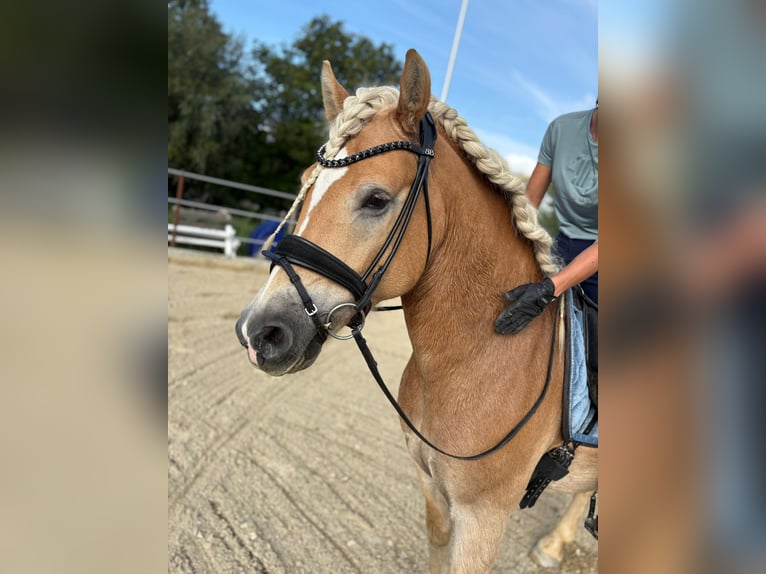 Haflinger Wallach 5 Jahre 155 cm Fuchs in Waldzell