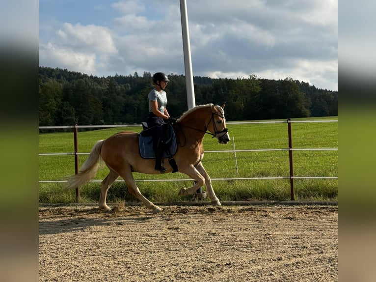 Haflinger Wallach 5 Jahre 155 cm Fuchs in Waldzell