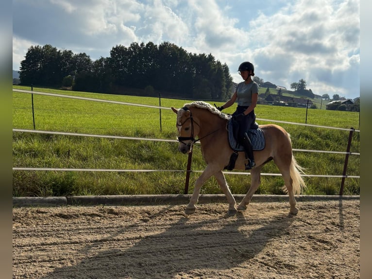 Haflinger Wallach 5 Jahre 155 cm Fuchs in Waldzell