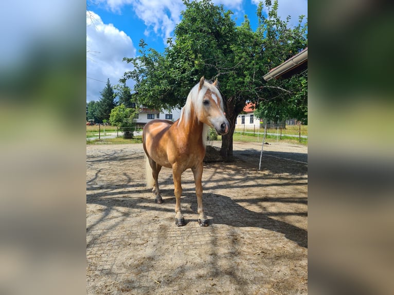 Haflinger Wallach 5 Jahre 155 cm Fuchs in Waldzell