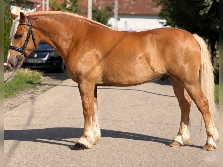 Haflinger Mix Wallach 5 Jahre 155 cm Fuchs in Békéscsaba
