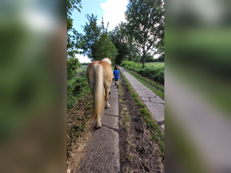 Haflinger Wallach 5 Jahre 155 cm Fuchs in Pinneberg/Holm