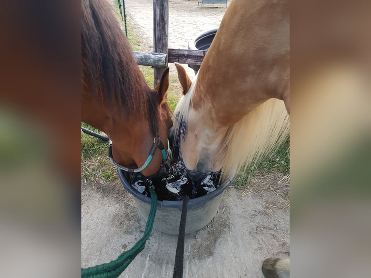 Haflinger Wallach 5 Jahre 155 cm Fuchs in Pinneberg/Holm