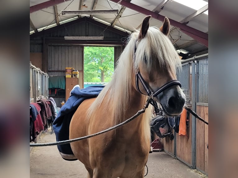 Haflinger Wallach 5 Jahre 155 cm Fuchs in Pinneberg/Holm