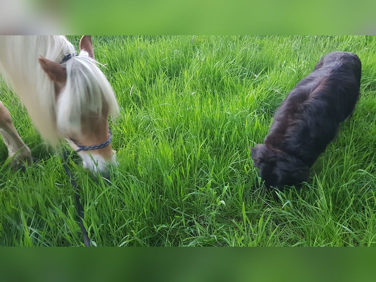 Haflinger Wallach 5 Jahre 155 cm Fuchs in Pinneberg/Holm