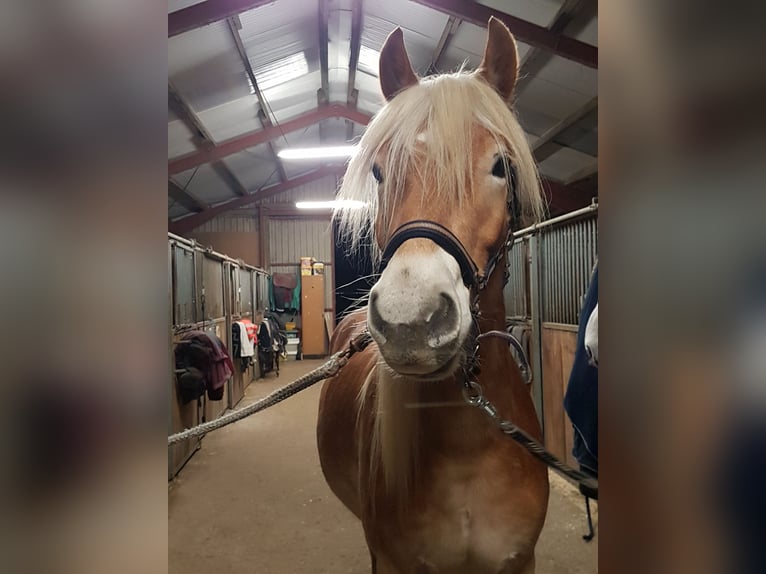 Haflinger Wallach 5 Jahre 155 cm Fuchs in Pinneberg/Holm