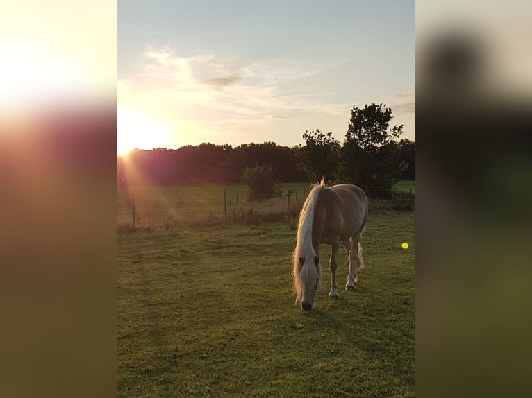Haflinger Wallach 5 Jahre 155 cm Fuchs in Pinneberg/Holm