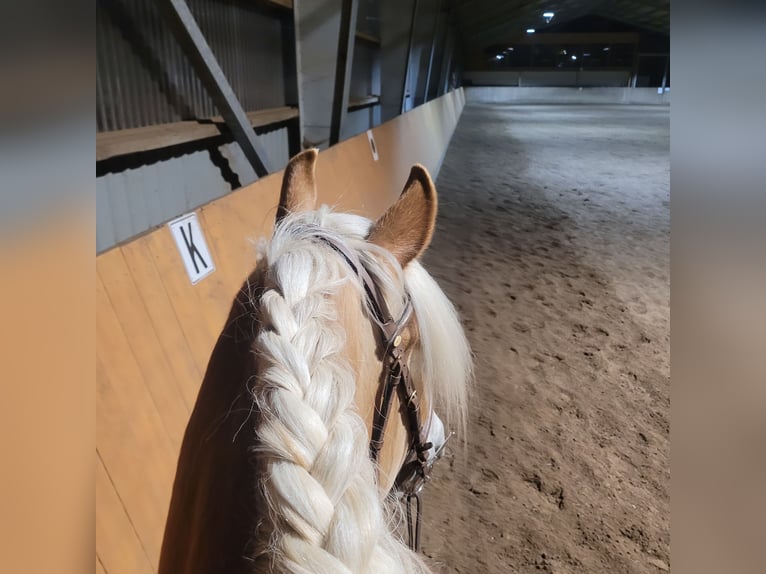 Haflinger Wallach 5 Jahre 155 cm Fuchs in Pinneberg/Holm