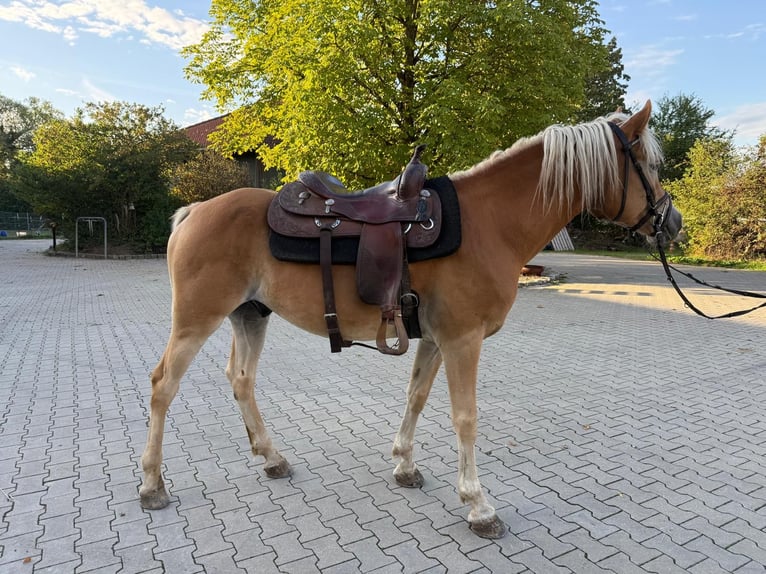 Haflinger Wallach 5 Jahre 155 cm Fuchs in Mainbernheim