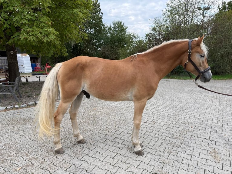 Haflinger Wallach 5 Jahre 155 cm Fuchs in Mainbernheim