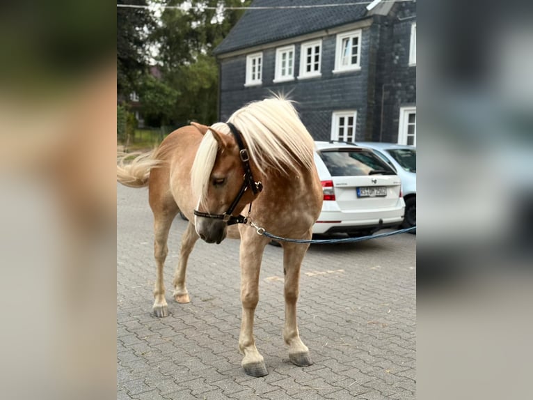 Haflinger Wallach 5 Jahre 155 cm Fuchs in Wuppertal